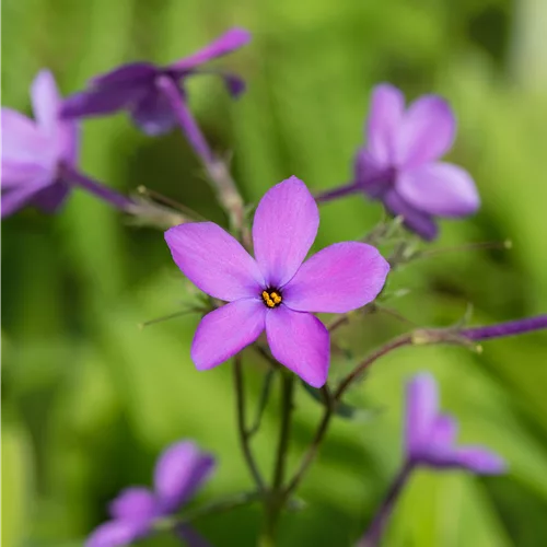 Phlox stolonifera 'Purpurea'