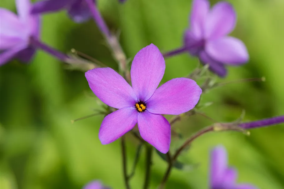 Phlox stolonifera 'Purpurea'