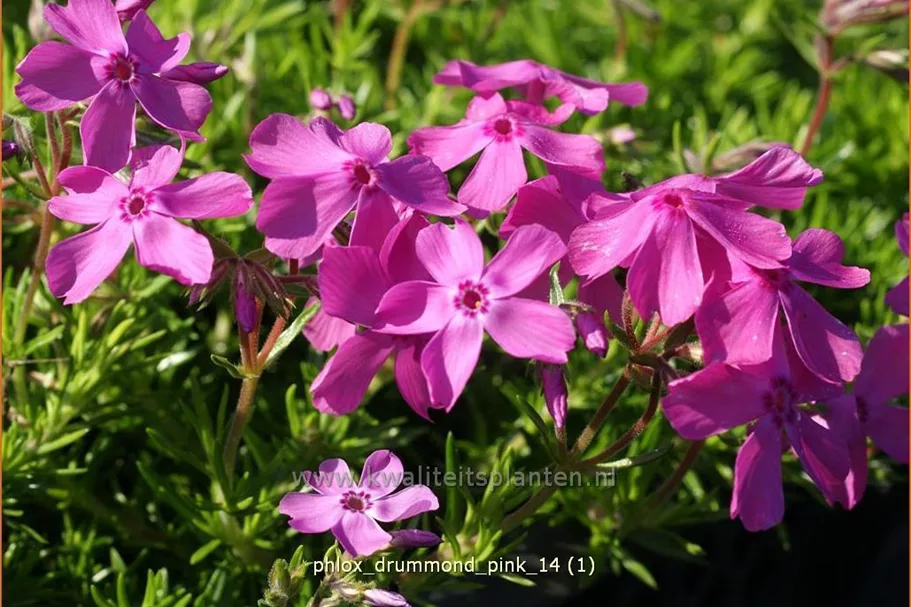 Phlox 'Drummond Pink'