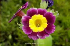Primula pubescens