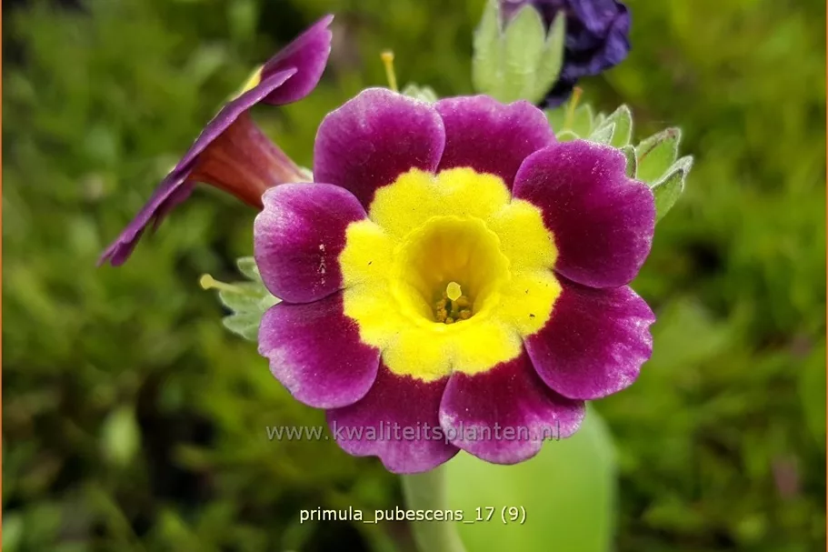 Primula pubescens
