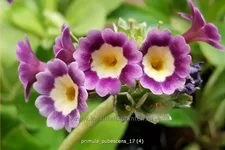 Primula pubescens