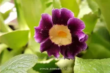Primula pubescens