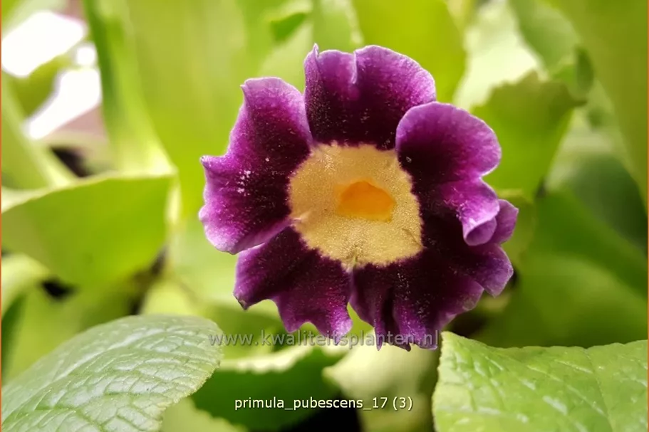 Primula pubescens