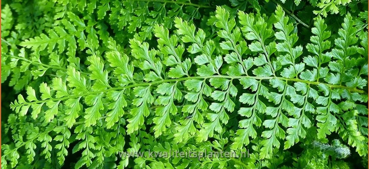 Polystichum setiferum 'Herrenhausen'