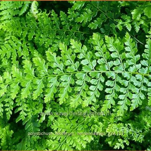 Polystichum setiferum 'Herrenhausen'