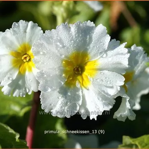 Primula x pruhoniciana 'Schneekissen'