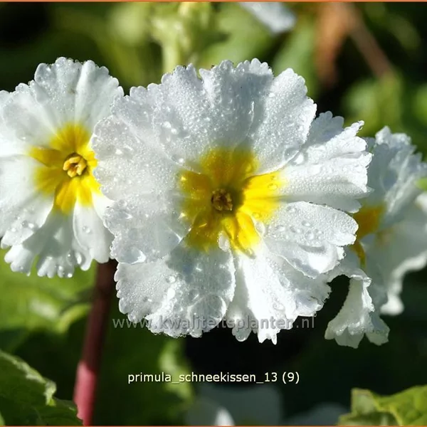 Primula x pruhoniciana 'Schneekissen'