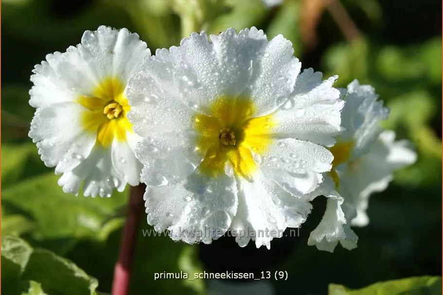 Primula x pruhoniciana 'Schneekissen'