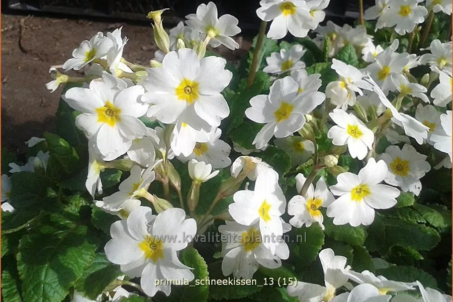 Primula x pruhoniciana 'Schneekissen'