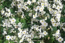 Primula x pruhoniciana 'Schneekissen'