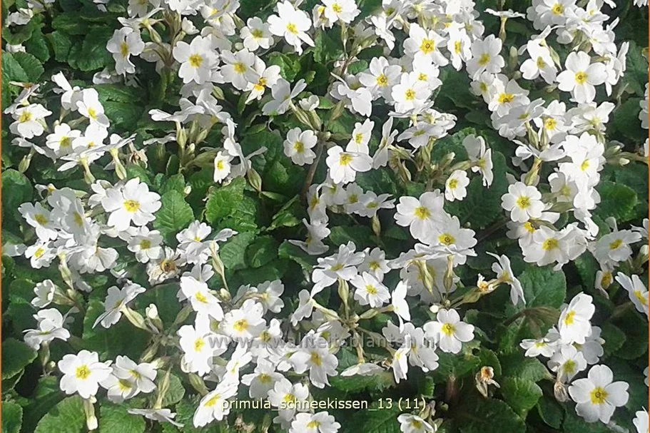 Primula x pruhoniciana 'Schneekissen'