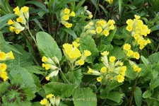 Primula veris