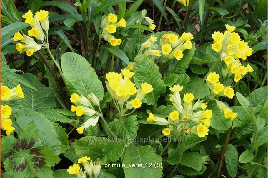 Primula veris