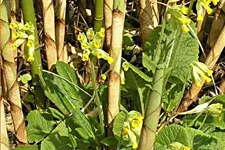 Primula veris