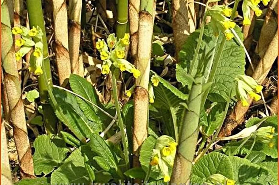 Primula veris