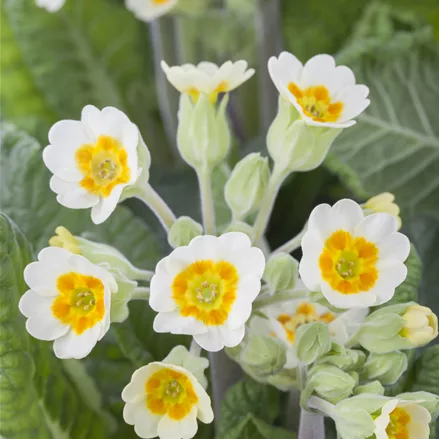 Primula veris