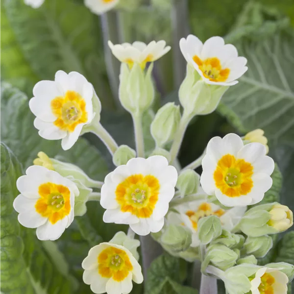 Primula veris