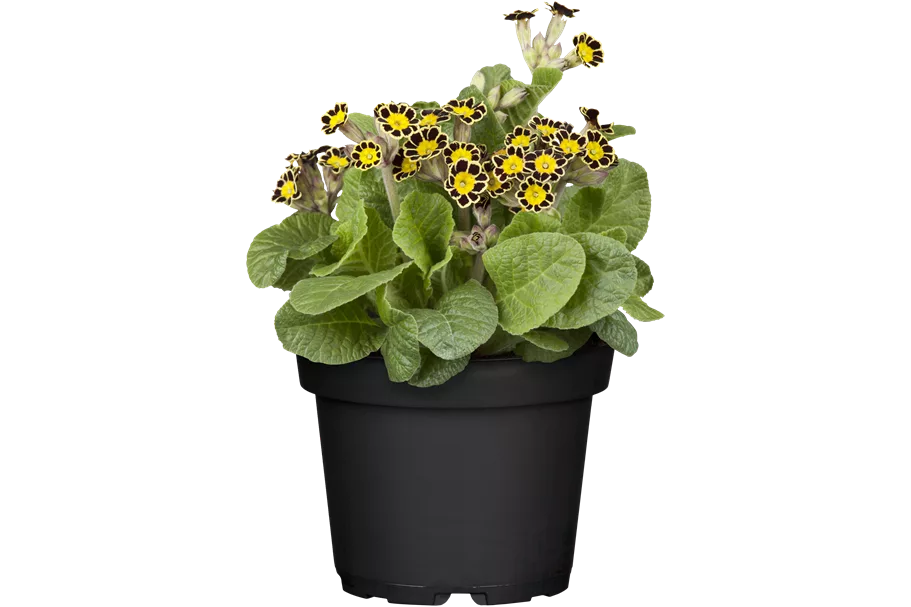 Primula veris