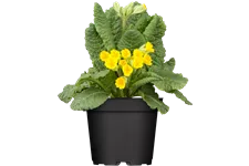 Primula veris