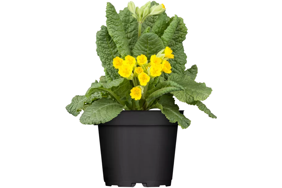 Primula veris