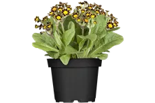 Primula veris