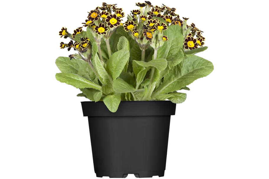 Primula veris