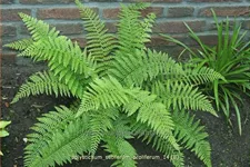 Polystichum setiferum 'Proliferum'