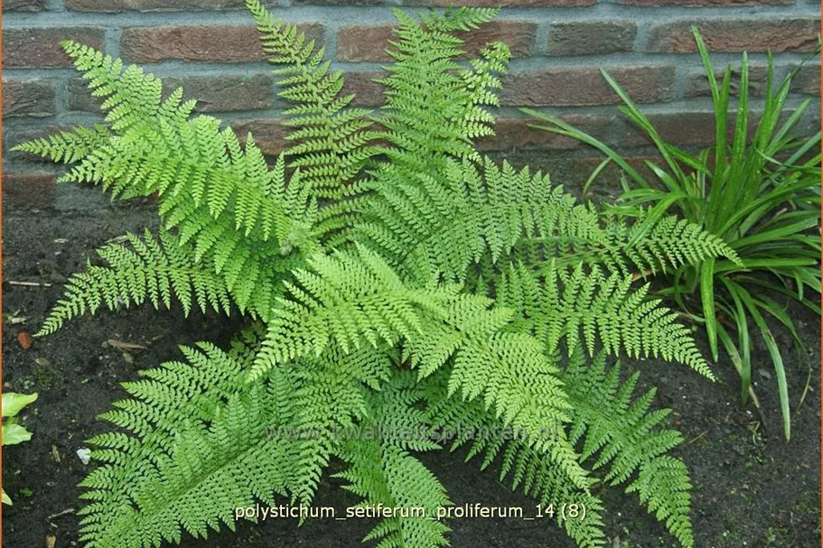 Polystichum setiferum 'Proliferum'