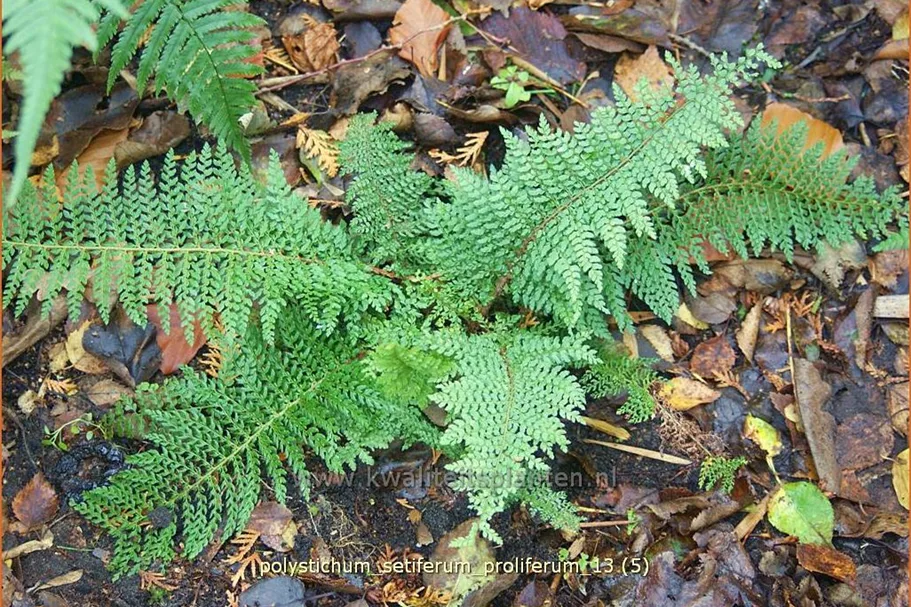 Polystichum setiferum 'Proliferum'