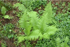 Polystichum setiferum 'Proliferum'
