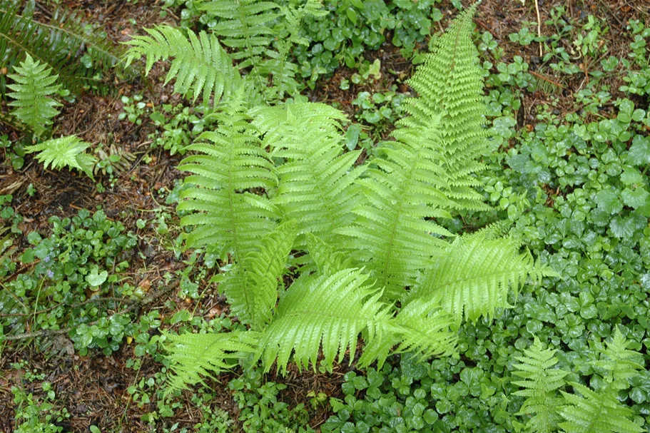 Polystichum setiferum 'Proliferum'