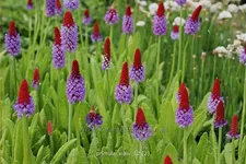 Primula vialii