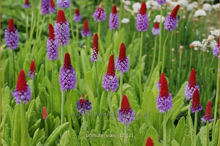Primula vialii