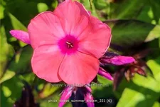 Phlox 'Sweet Summer Dream'