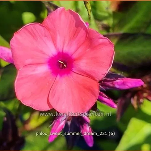 Phlox 'Sweet Summer Dream'