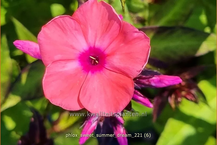 Phlox 'Sweet Summer Dream'