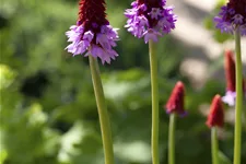 Primula vialii