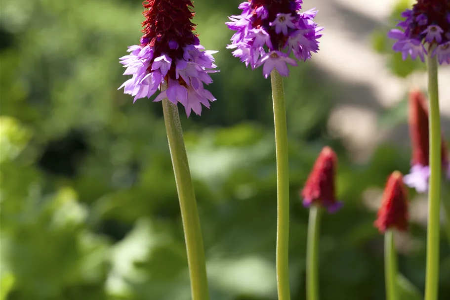 Primula vialii
