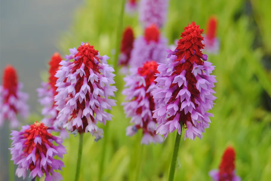 Primula vialii