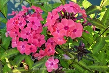 Phlox 'Sweet Summer Dream'