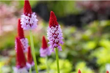 Primula vialii