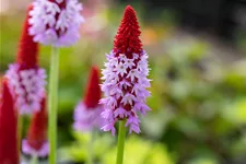 Primula vialii