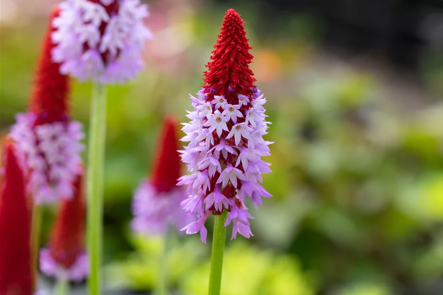 Primula vialii