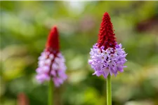 Primula vialii