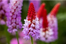 Primula vialii