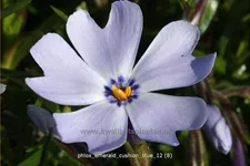 Phlox subulata 'Emerald Cushion Blue'