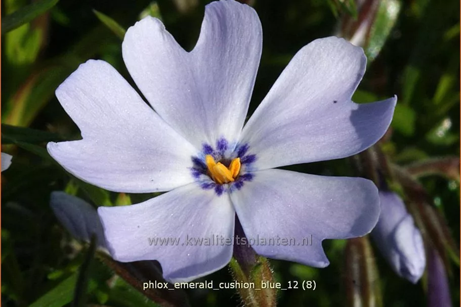 Phlox subulata 'Emerald Cushion Blue'