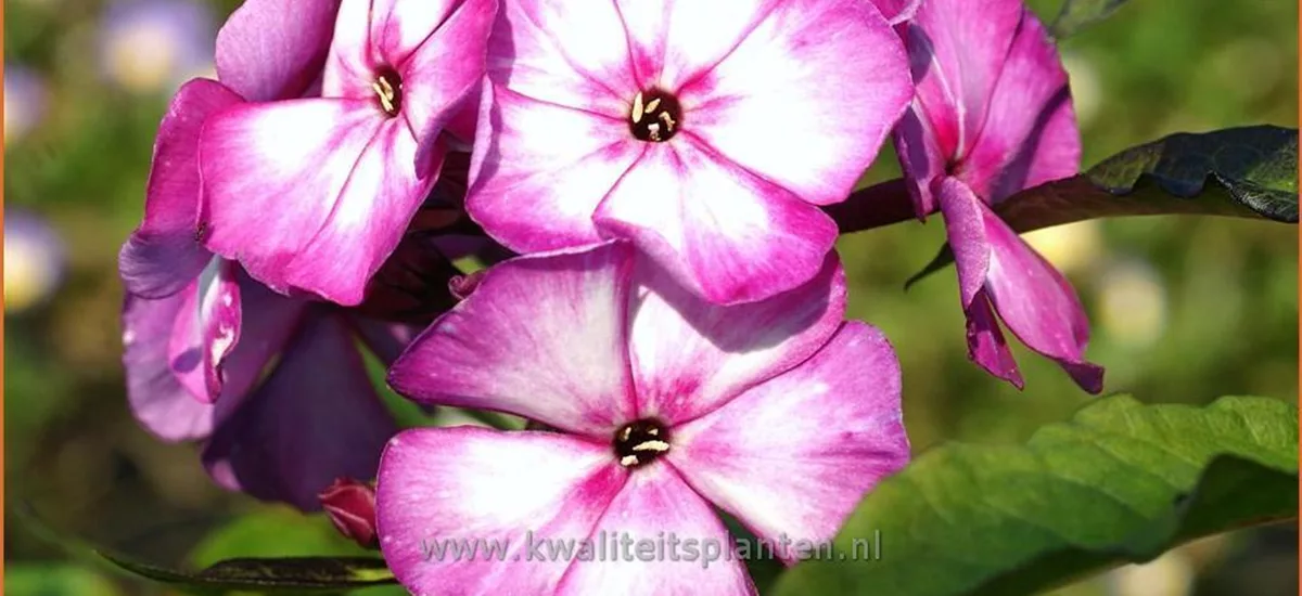 Phlox 'Sweet Summer Fantasy'