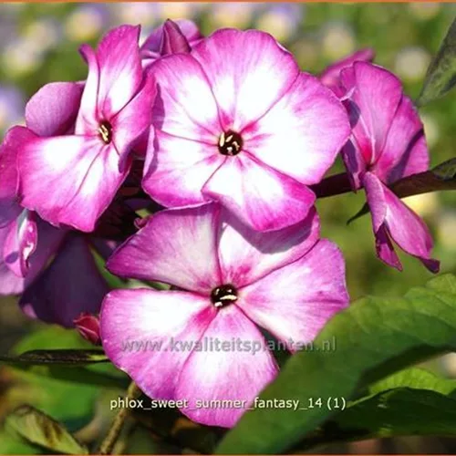 Phlox 'Sweet Summer Fantasy'